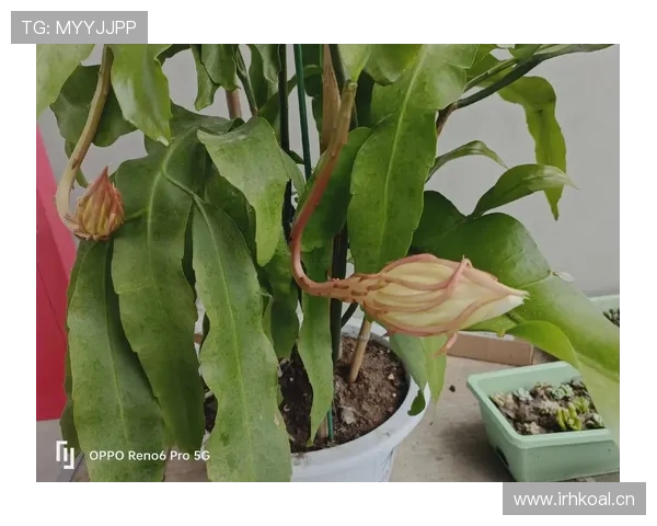 帕尔默高光表现能否持续：是否昙花一现